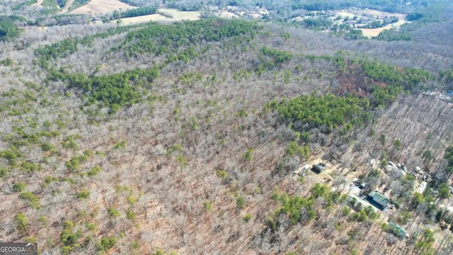 a close up of a plant in a garden