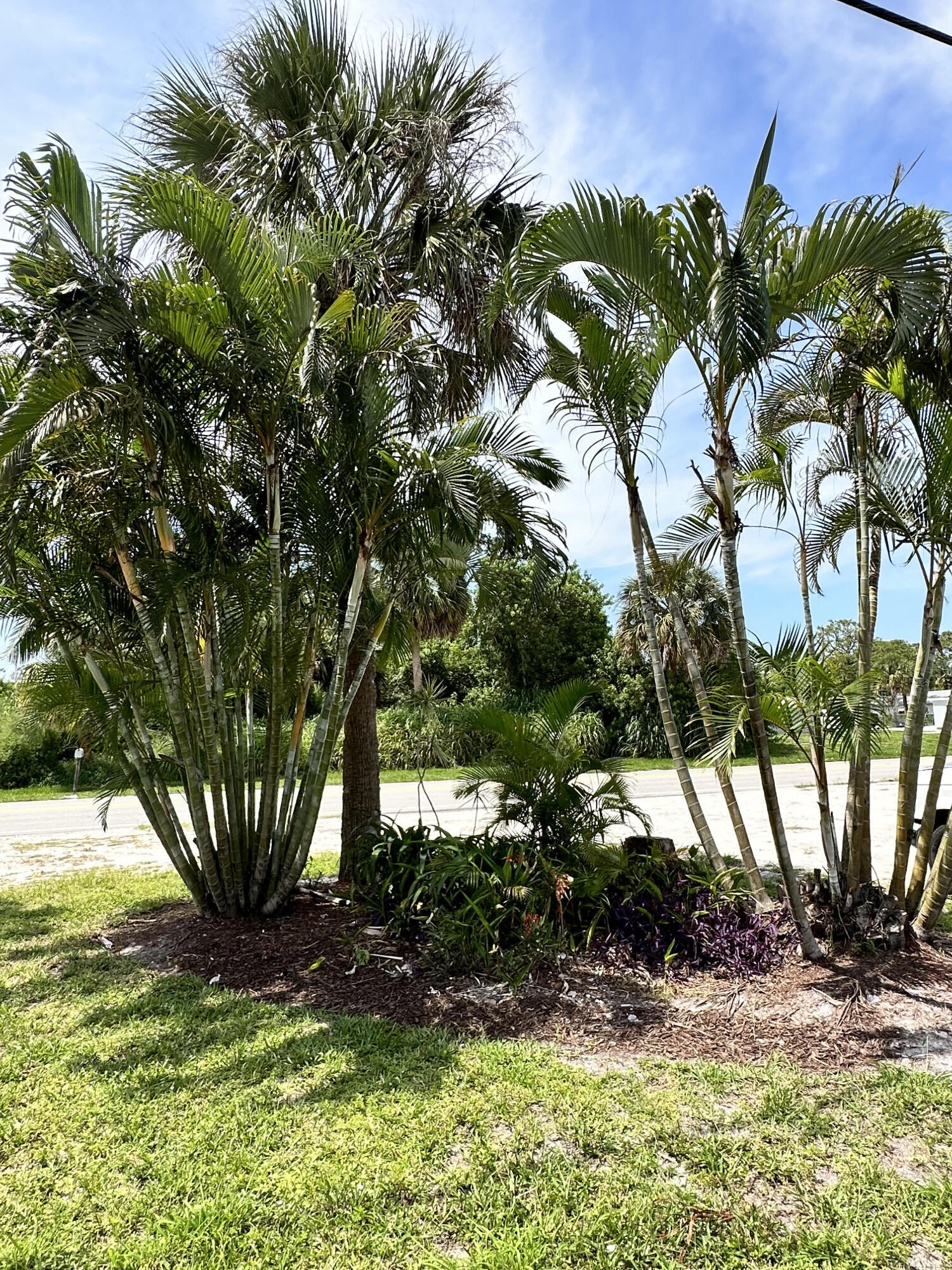 2814 Southeast Indian Street Stuart, FL 34997 - Photo 20 of 23 a view of a tree in front of a yard