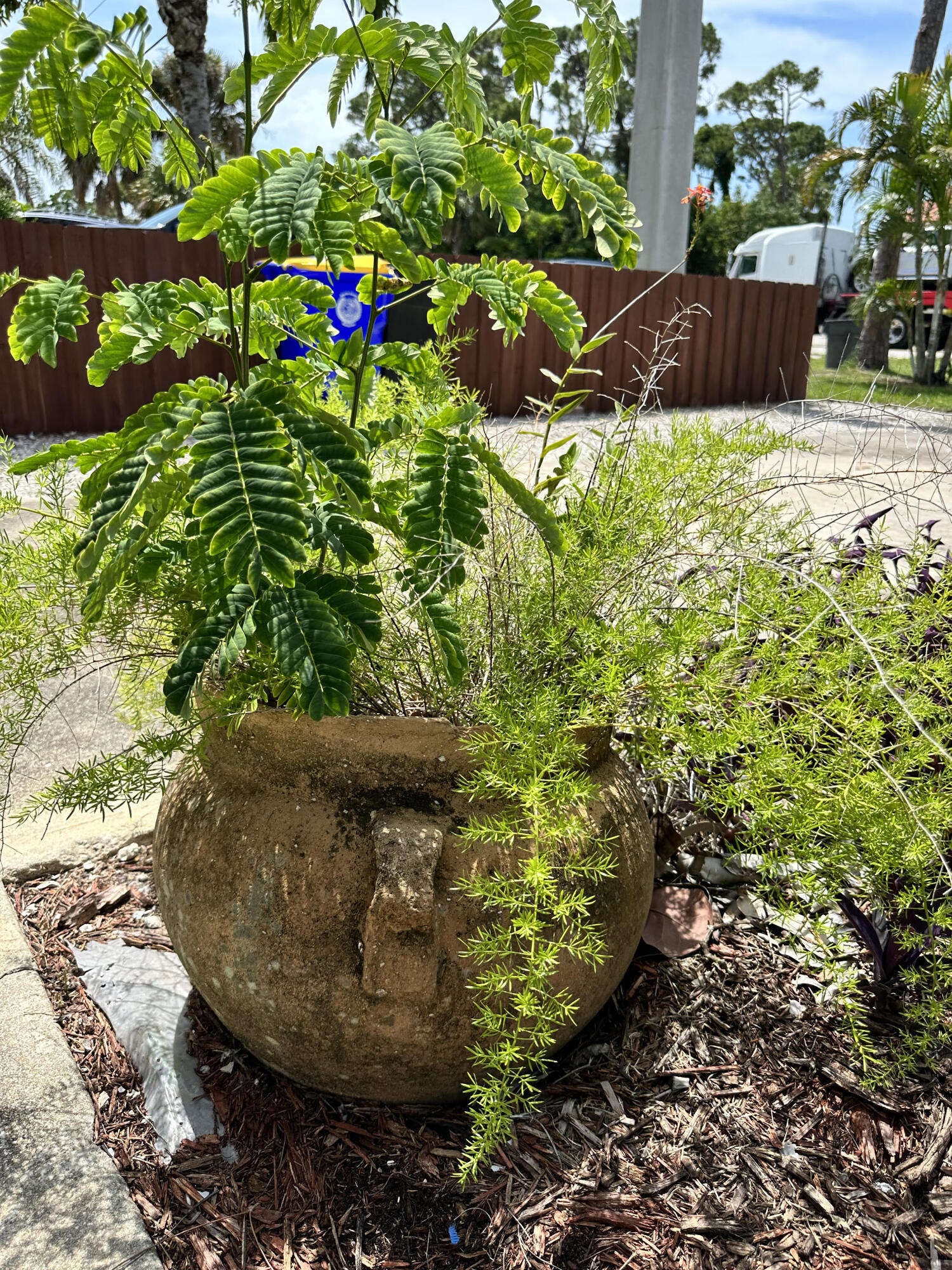 2814 Southeast Indian Street Stuart, FL 34997 - Photo 22 of 23 a view of a garden with a flower
