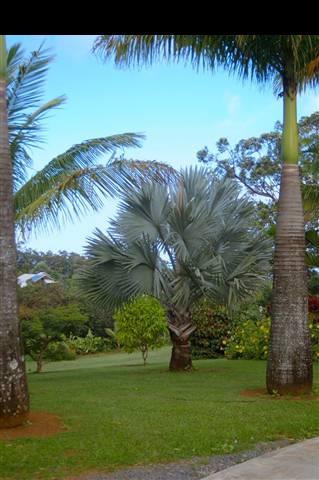 980 East Kuiaha Road Haiku, HI 96708 - Photo 21 of 25 a view of a yard with an ocean view