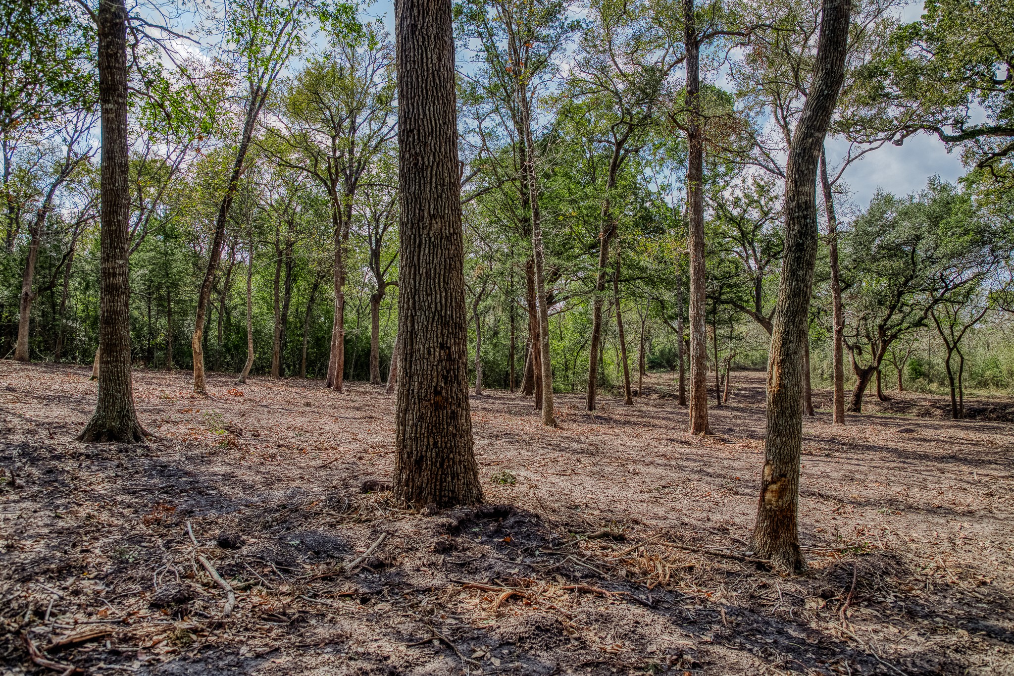 4 Sun Oil Road Brenham, TX 77833 - Photo 11 of 35 a view of a forest with trees