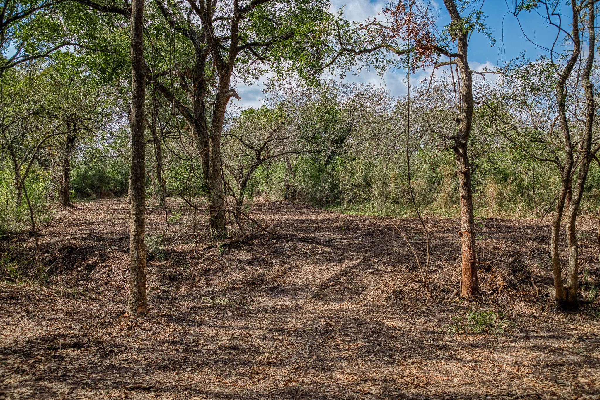 4 Sun Oil Road Brenham, TX 77833 - Photo 14 of 35 a view of a forest filled with trees