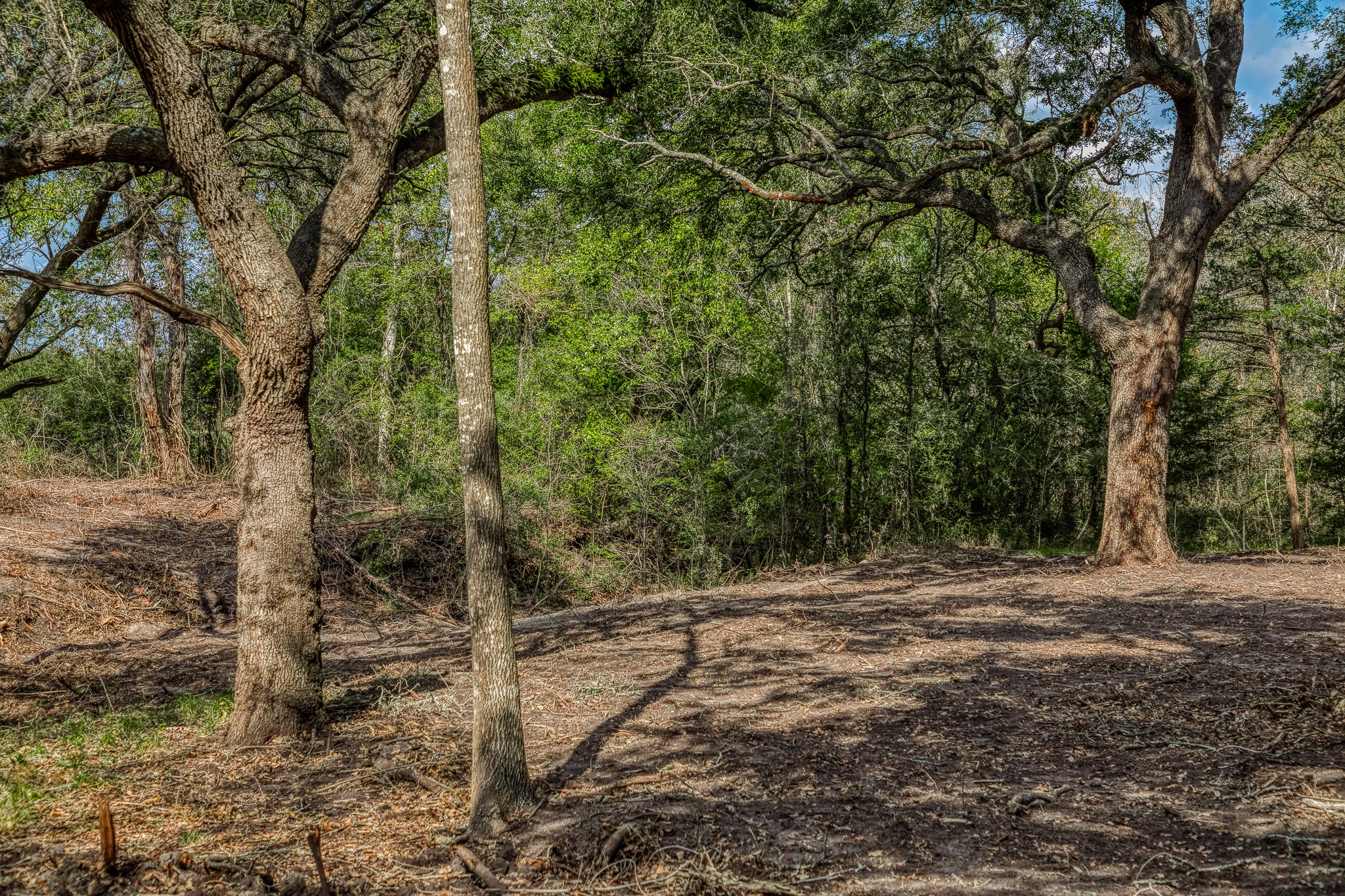 4 Sun Oil Road Brenham, TX 77833 - Photo 15 of 35 a view of a forest