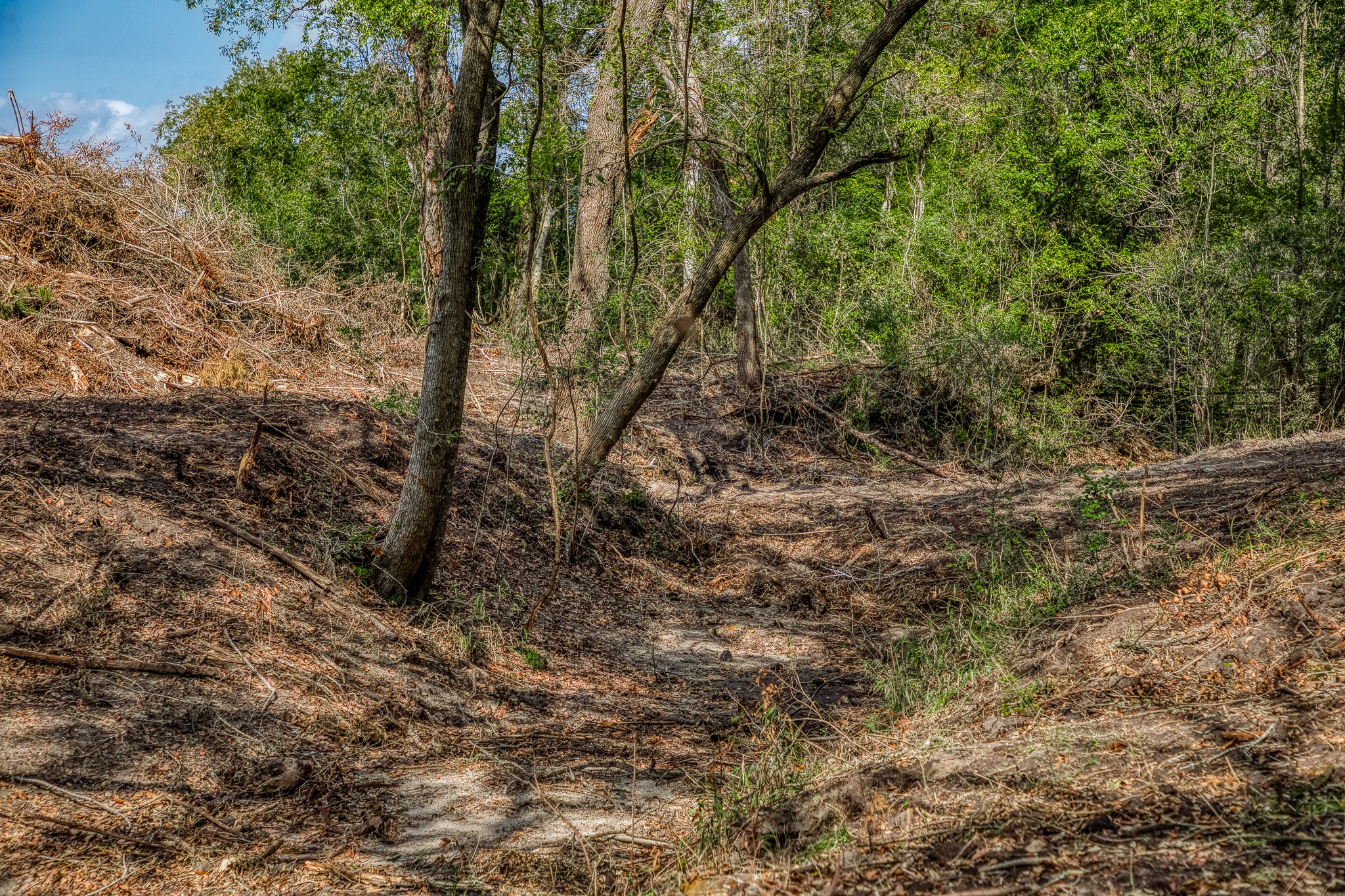 4 Sun Oil Road Brenham, TX 77833 - Photo 16 of 35 a view of a forest with trees in the background