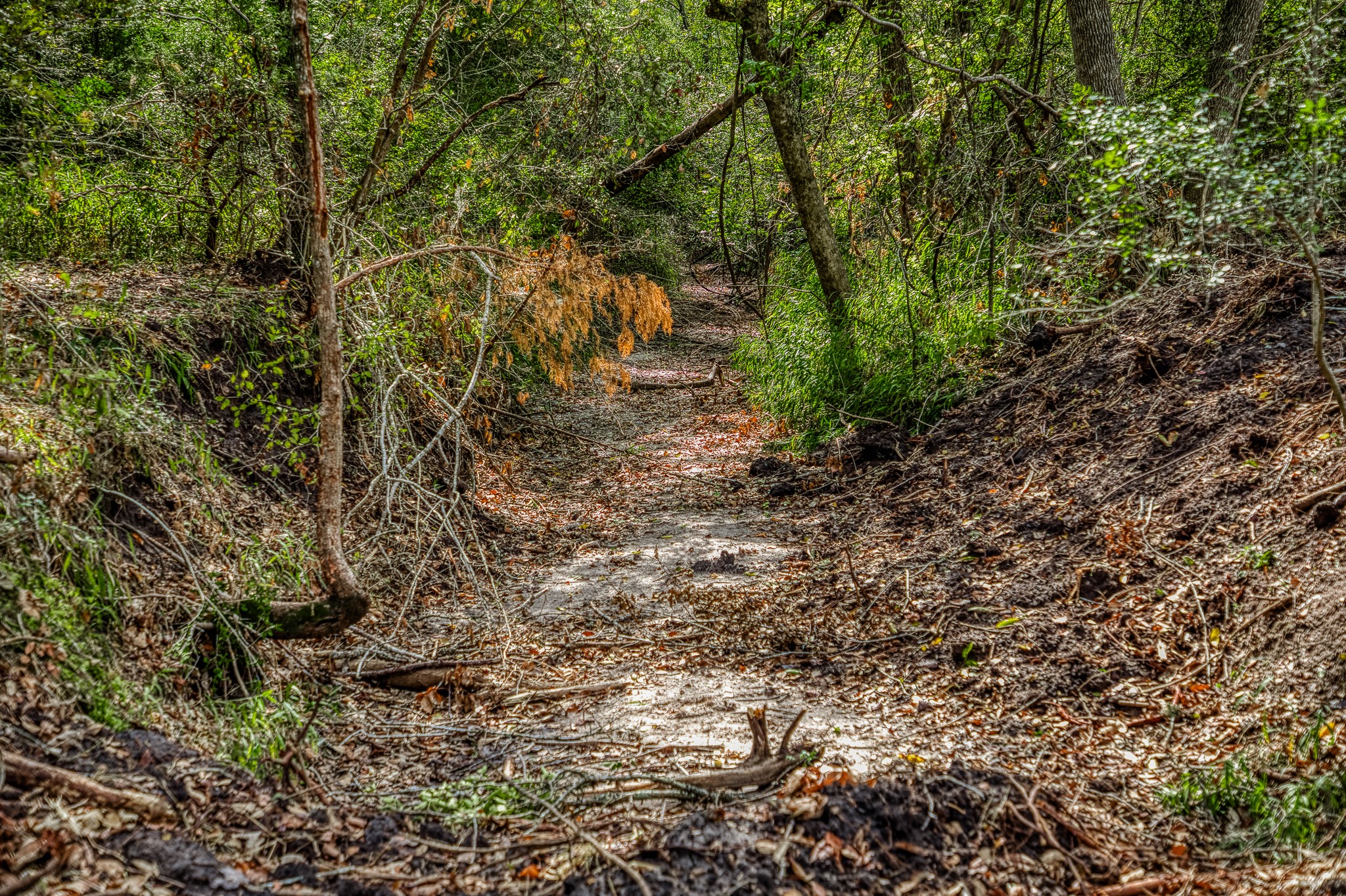 4 Sun Oil Road Brenham, TX 77833 - Photo 17 of 35 a view of a yard with a tree