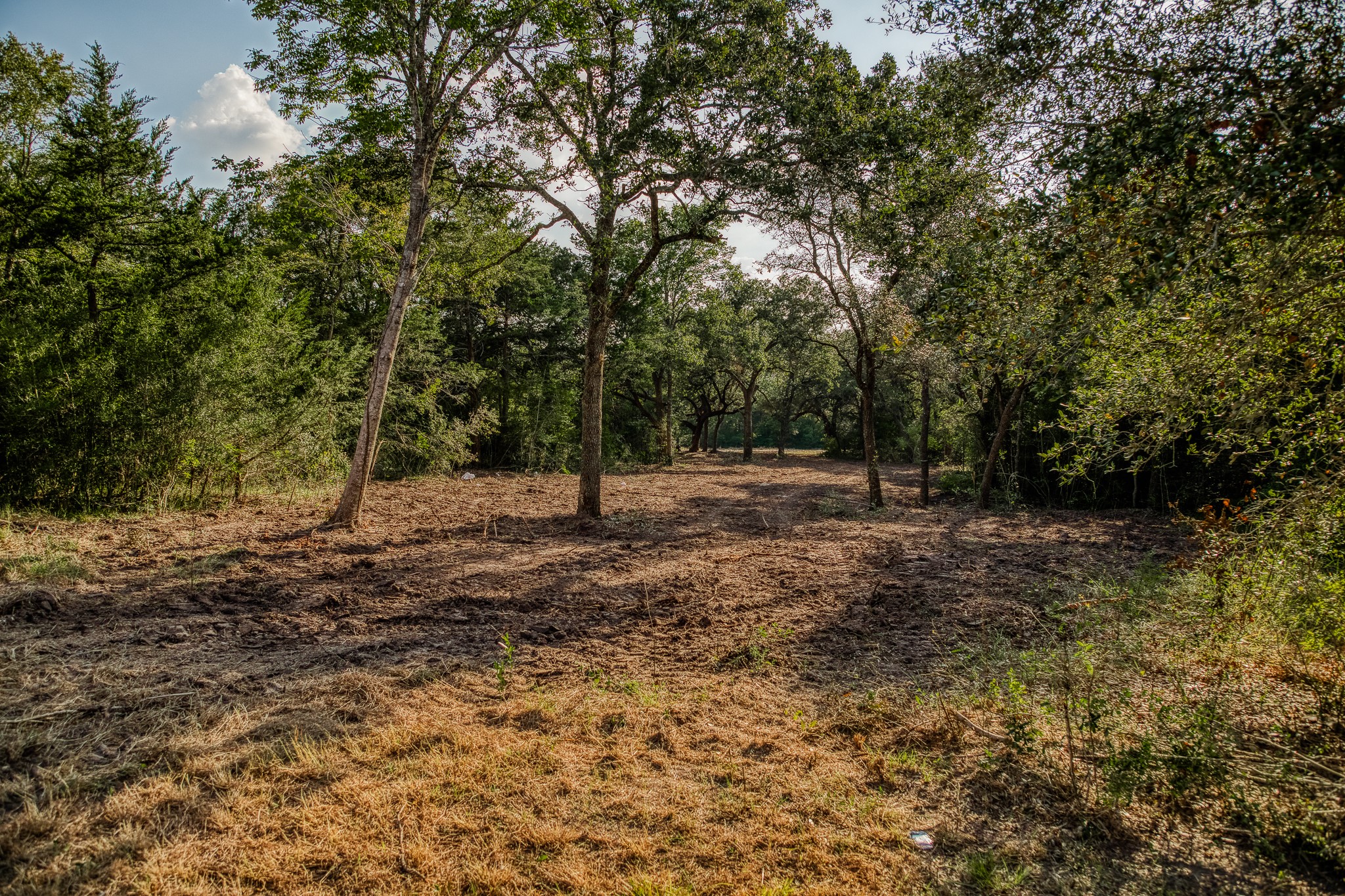 4 Sun Oil Road Brenham, TX 77833 - Photo 2 of 35 a view of a forest with trees