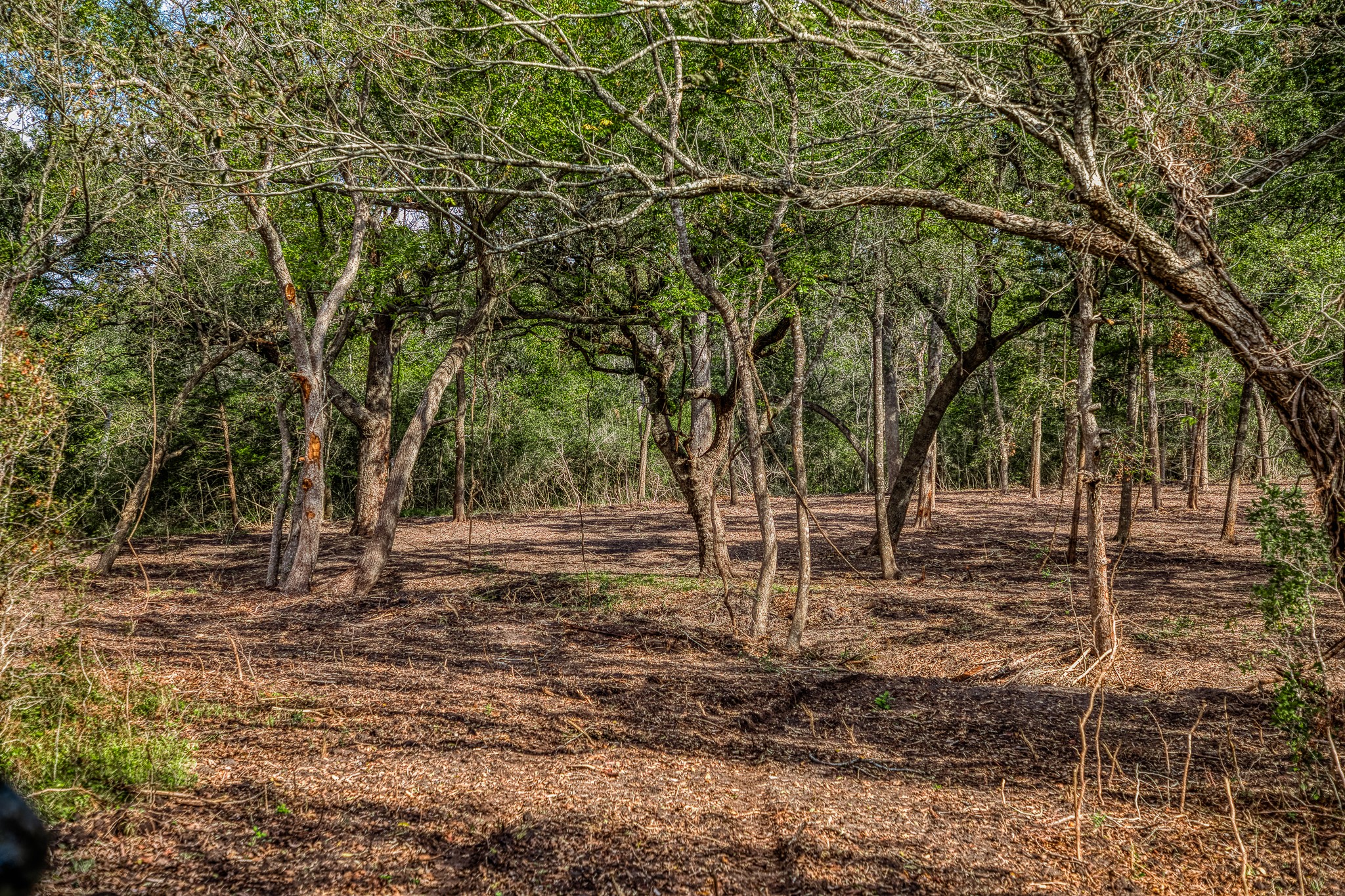 4 Sun Oil Road Brenham, TX 77833 - Photo 21 of 35 a view of a tree in the middle of a yard