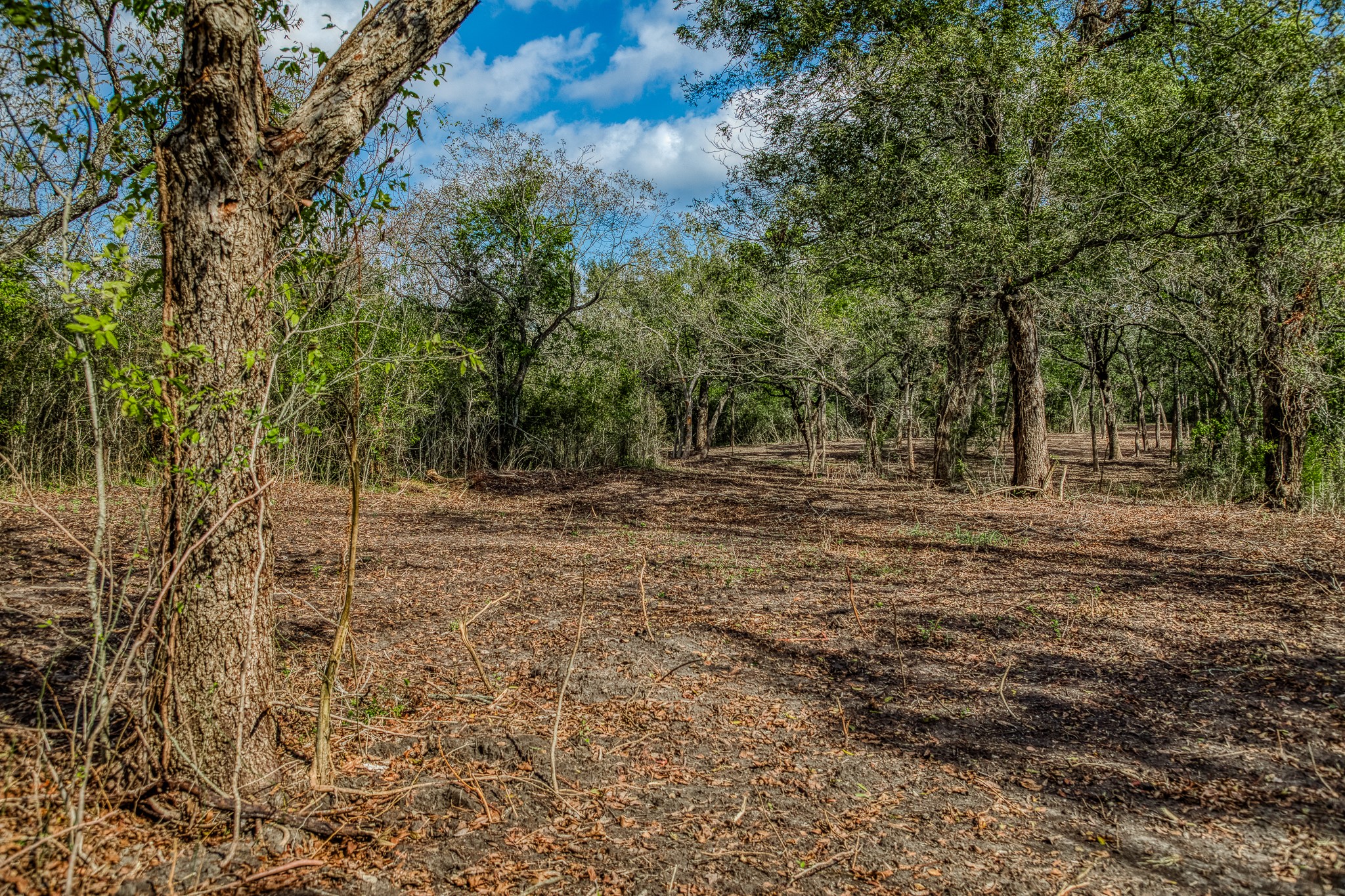 4 Sun Oil Road Brenham, TX 77833 - Photo 22 of 35 a view of outdoor space with trees