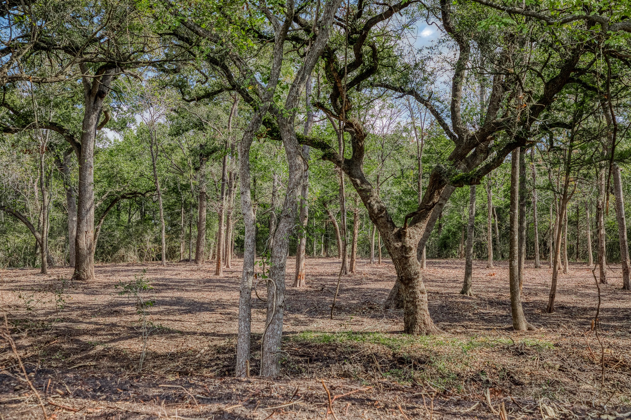 4 Sun Oil Road Brenham, TX 77833 - Photo 28 of 35 a view of a yard with trees