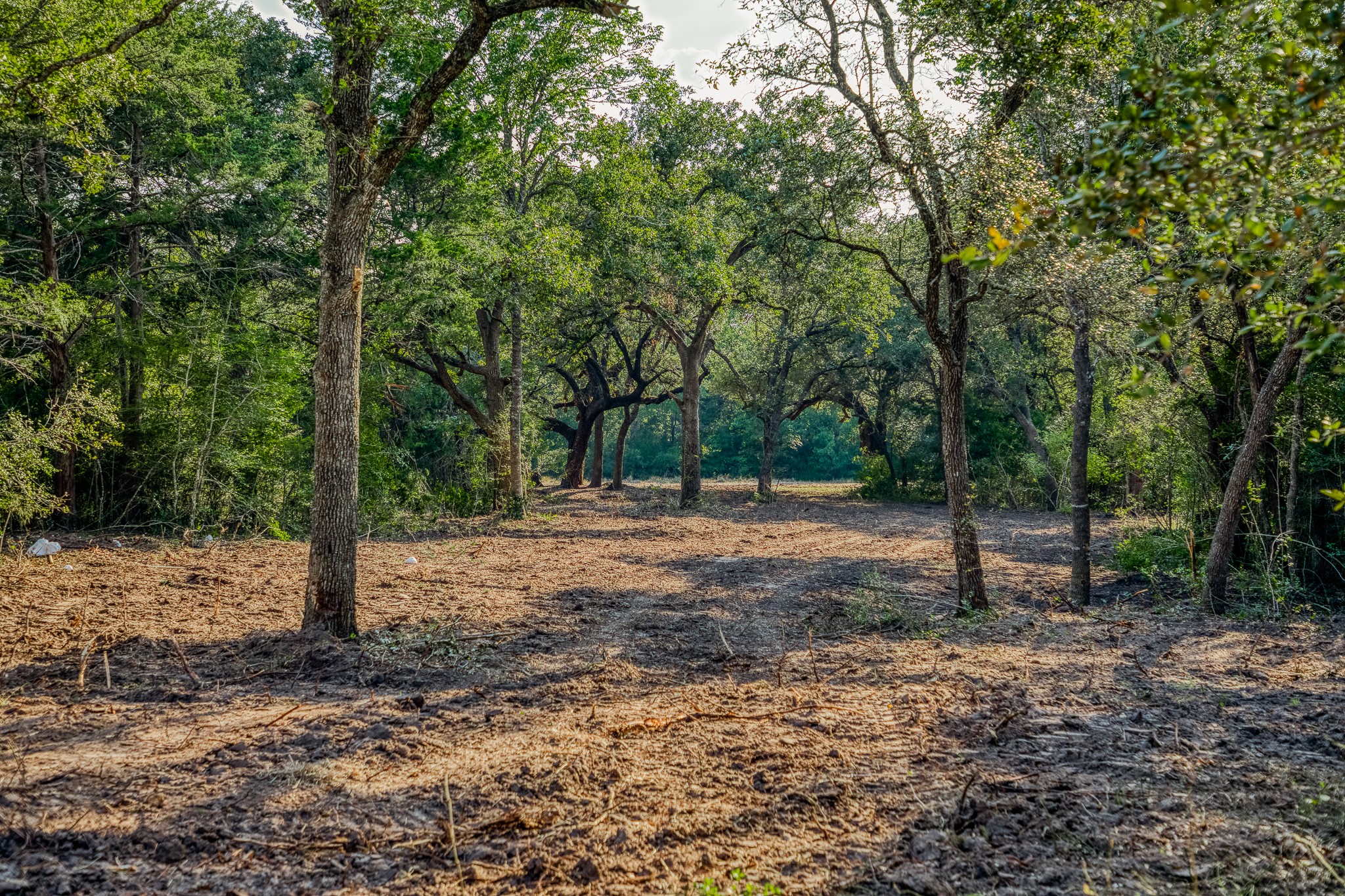 4 Sun Oil Road Brenham, TX 77833 - Photo 3 of 35 a view of a yard with trees