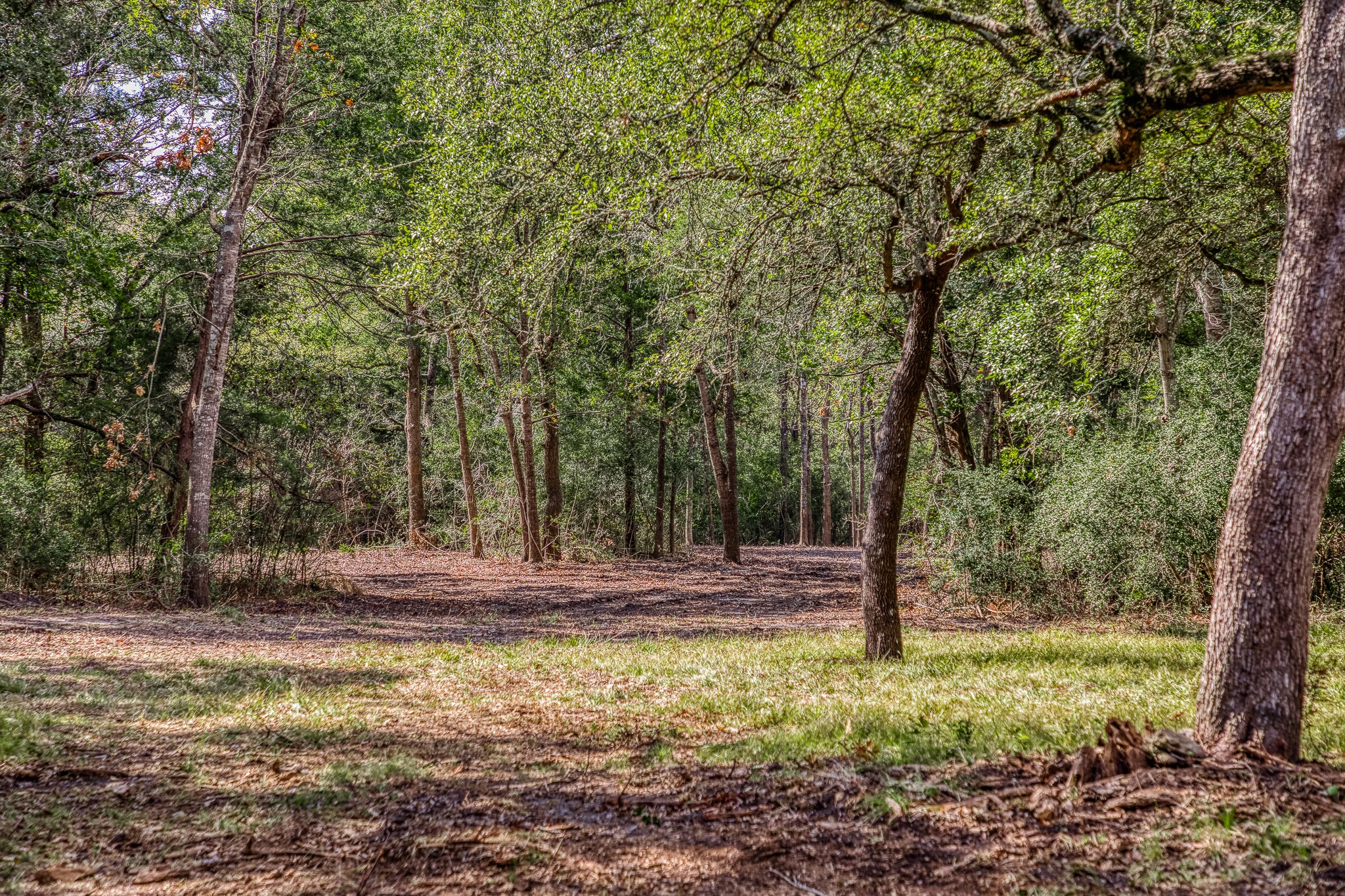 4 Sun Oil Road Brenham, TX 77833 - Photo 7 of 35 a view of outdoor space with trees