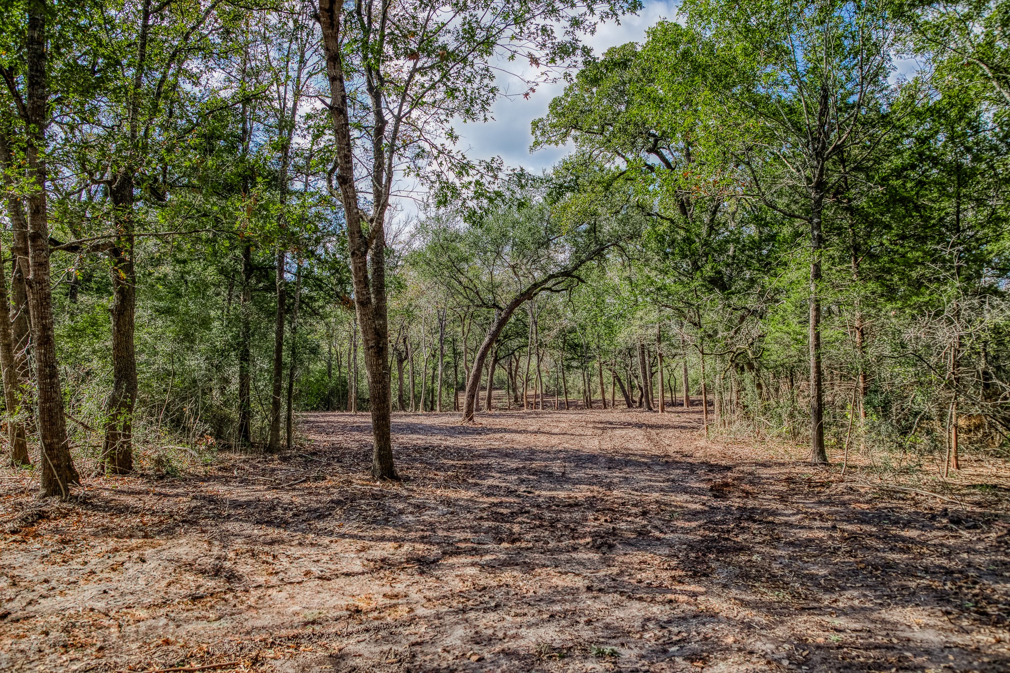 4 Sun Oil Road Brenham, TX 77833 - Photo 9 of 35 a backyard of a house with lots of trees