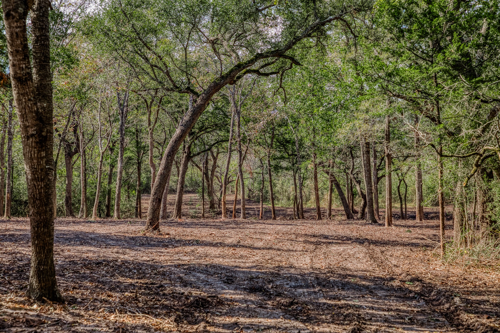 4 Sun Oil Road Brenham, TX 77833 - Photo 10 of 35 a view of outdoor space with tree s