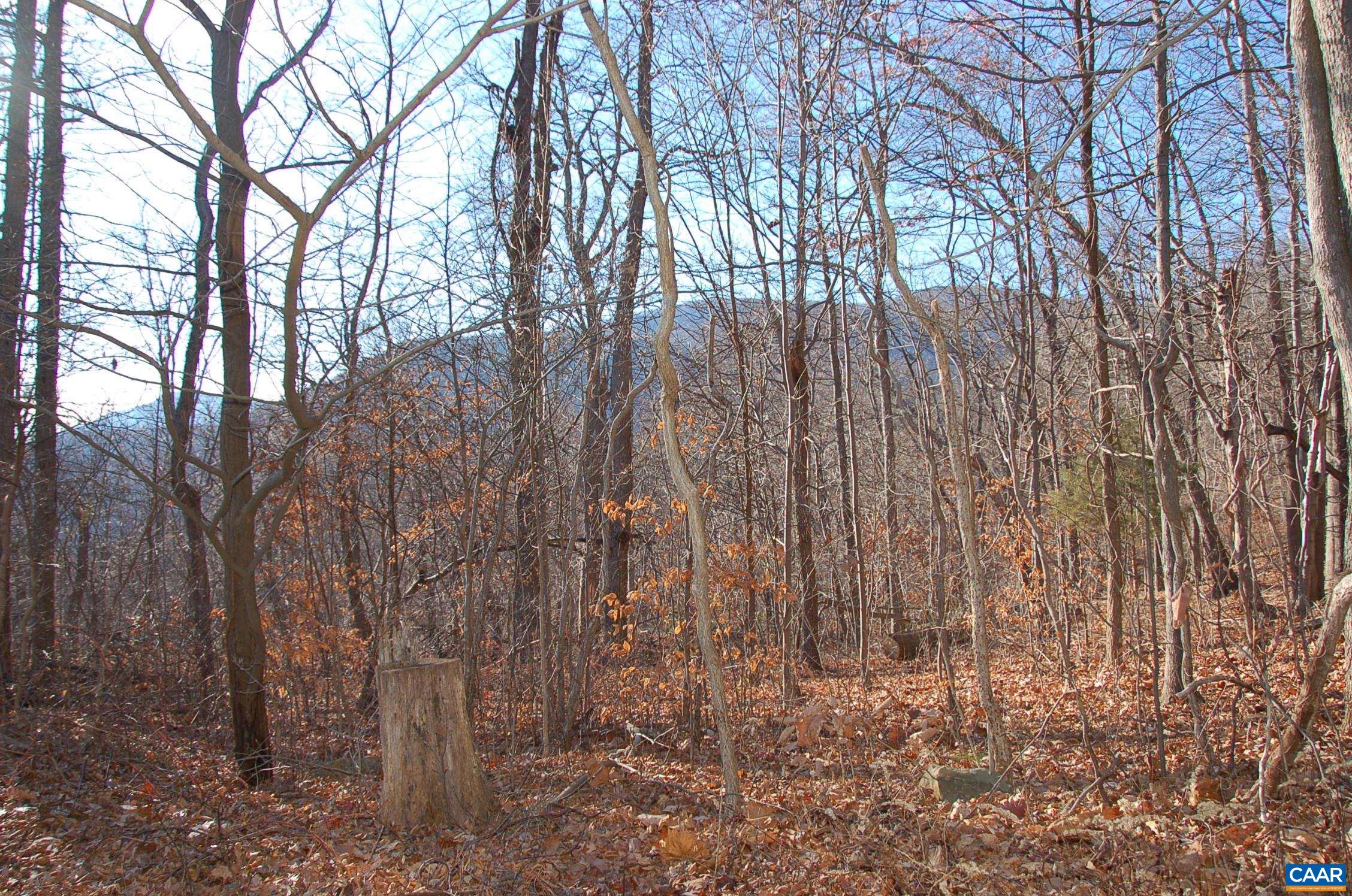 60 Scarlet Tanager Nellysford Va  