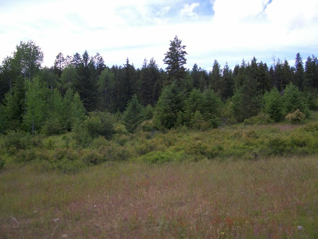 216 Anderson Road Kettle Falls, WA 99141 - Photo 3 of 9 Gallery Image 3