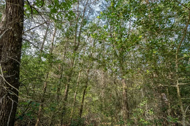 a close up of a plant