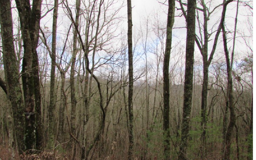 39 Firetower Road Jasper, GA 30143 - Photo 1 of 1 a view of a yard with a large tree