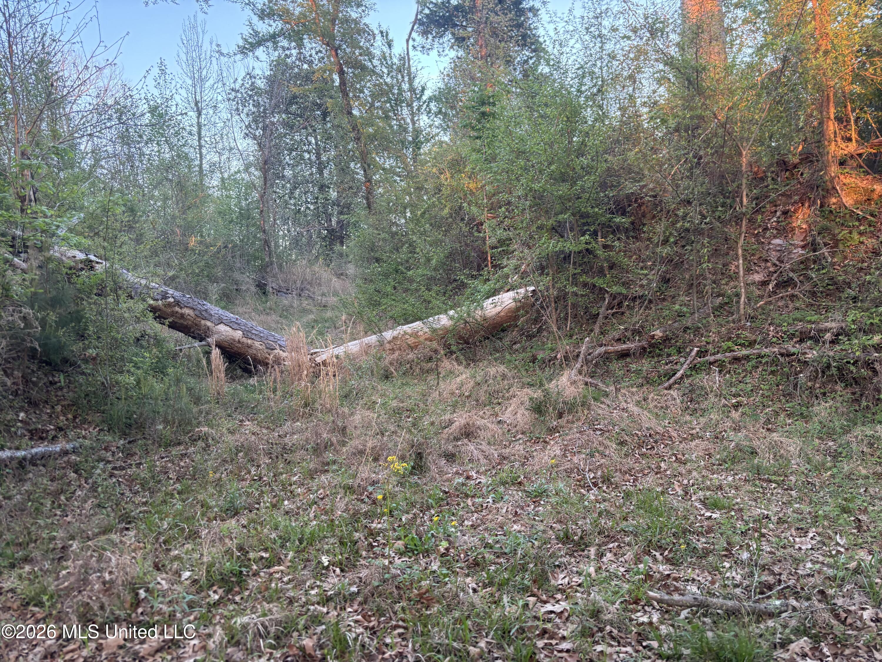 0 Newman Road Edwards, MS 39066 - Photo 15 of 18 IMG_3345