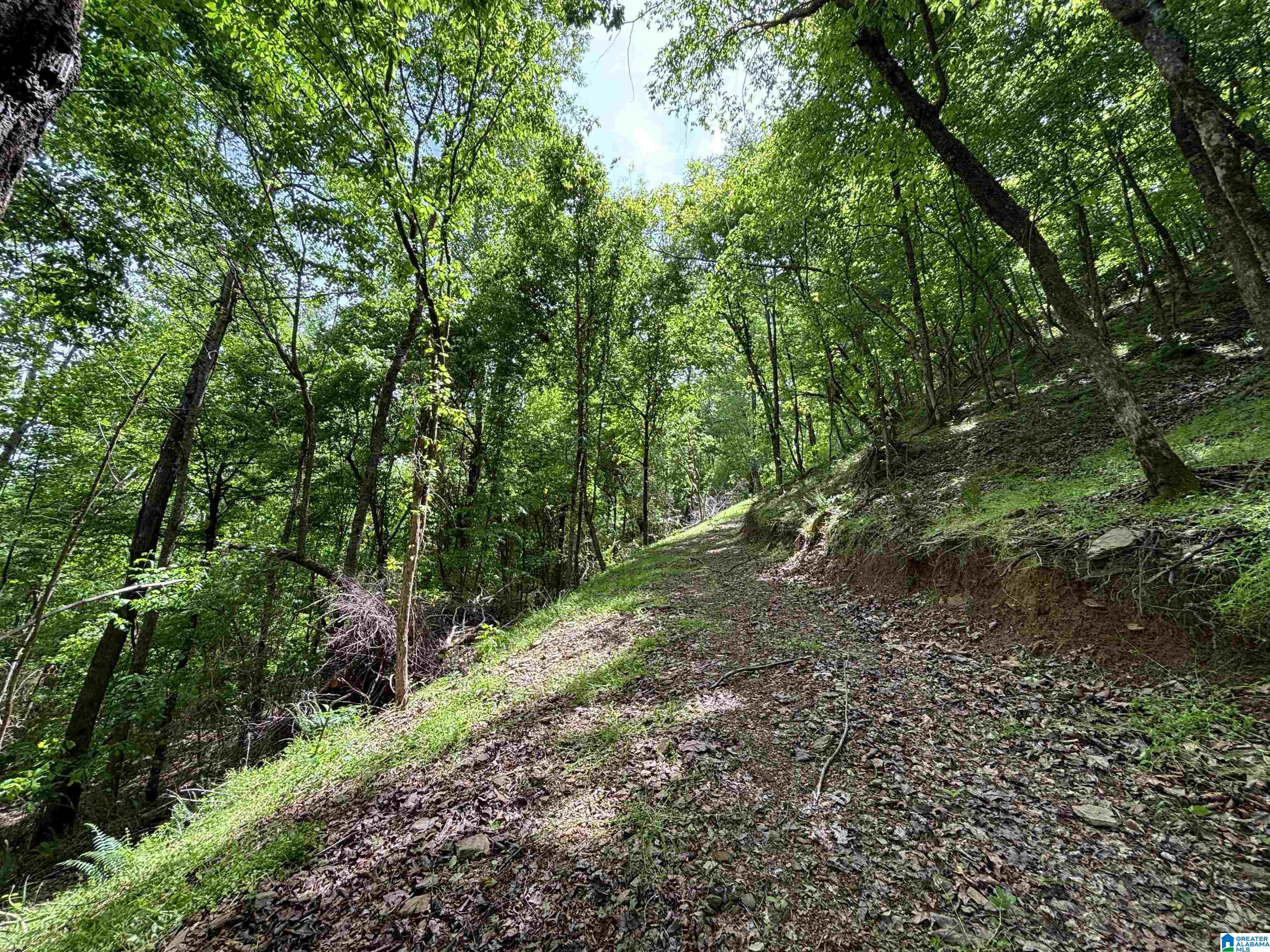498 Blackwood Road, Unit 14 9 ACRES Parrish, AL 35580 - Photo 4 of 50