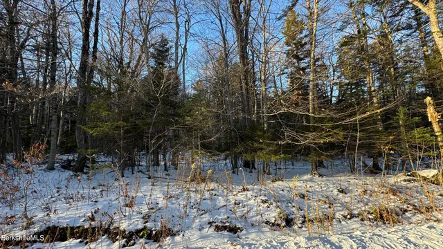 a view of a yard with large trees