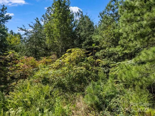 a view of a big yard with plants and trees