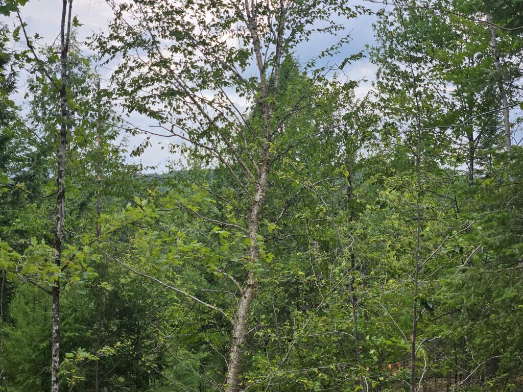 22-03 Rowell Mountain Road Solon, ME 04979 - Photo 5 of 55 20260721_163040