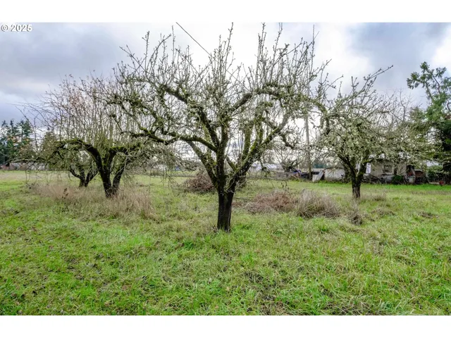 a view of yard with trees