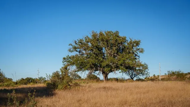 a view of a yard with wooden fence