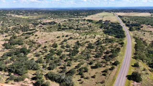 a view of a forest with a tree