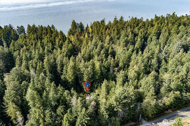 a view of a bunch of trees and bushes