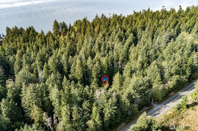 a view of a forest with a tree