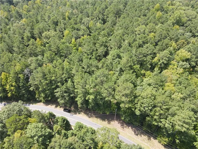 a view of a forest with a tree