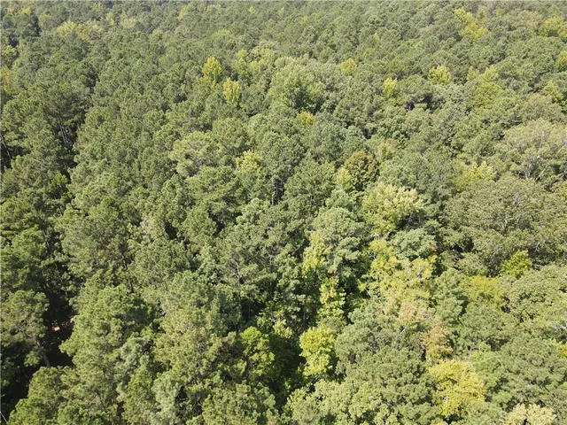 a view of a big yard with plants and wooden floor