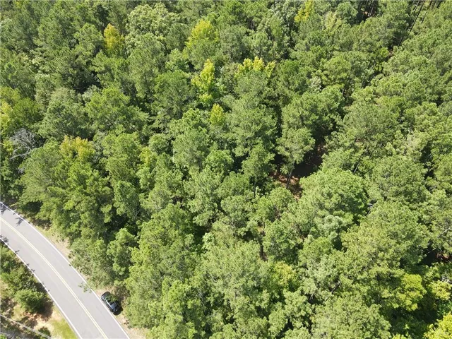 a view of a lush green forest with a tree