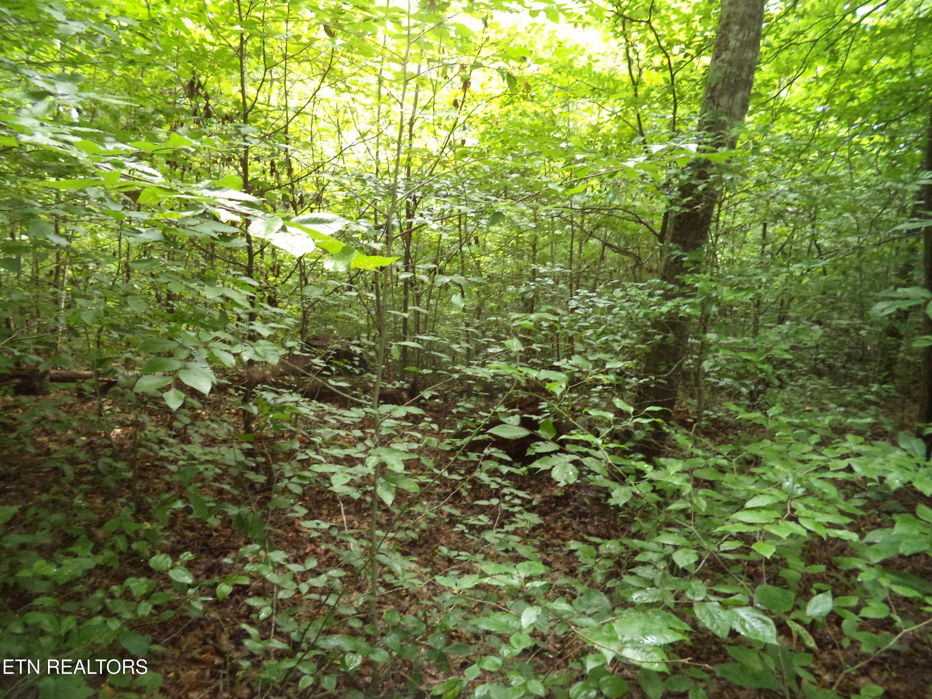 0 South Buffalo Road Oneida, TN 37841 - Photo 19 of 20 Property Photos (13)