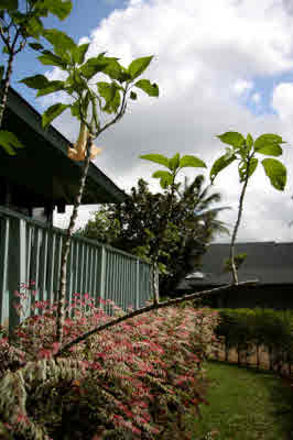 4332 Punee Road Koloa, HI 96756 - Photo 21 of 24 a view of a backyard