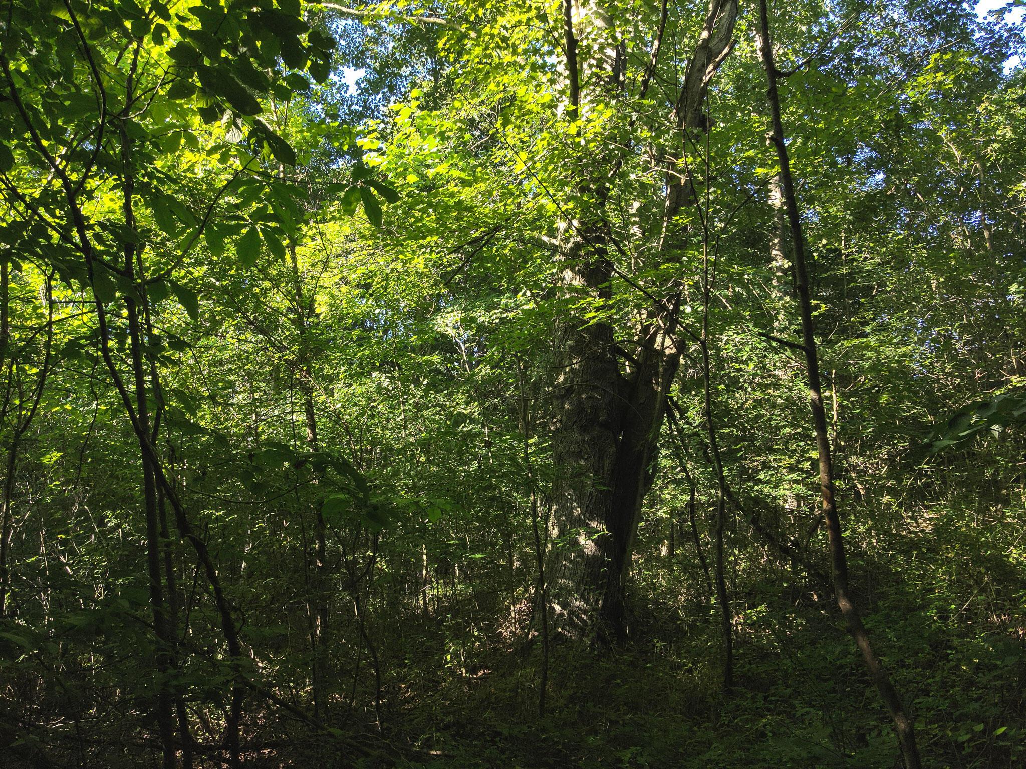 0 South Side Sand Ridge Road Albany, OH 45710 - Photo 39 of 90 41. Woods