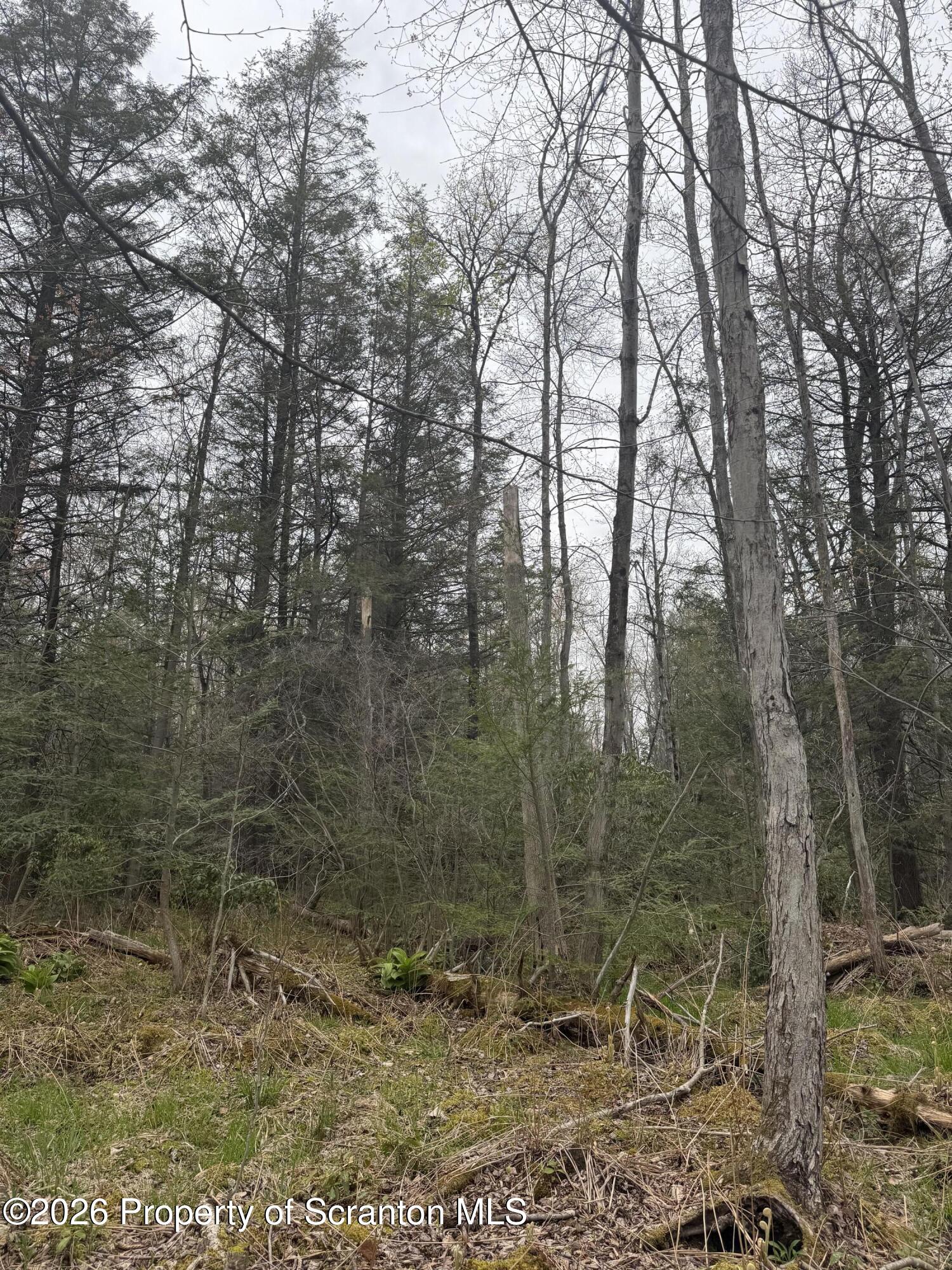502 Rear Moscow, PA 18444 - Photo 11 of 14 a view of a forest