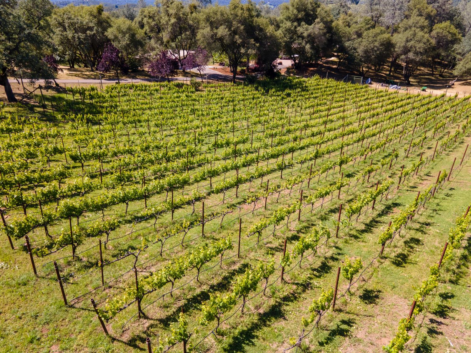 5080 Gold Hill Road Placerville, CA 95667 - Photo 38 of 63 Approximately one acre of Roussanne grapes providing delicious wine.