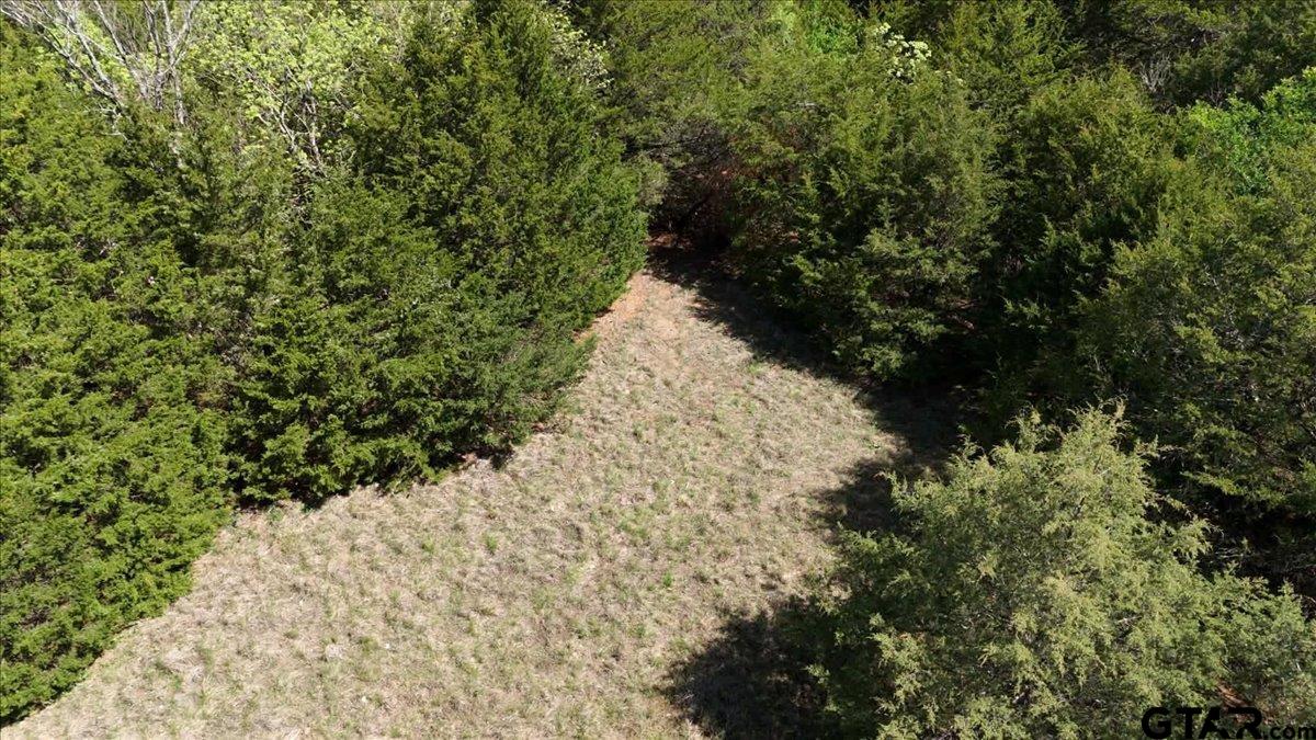 4511 County Road 4511 Commerce, TX 75428 - Photo 16 of 20 a view of a yard with plants and tree