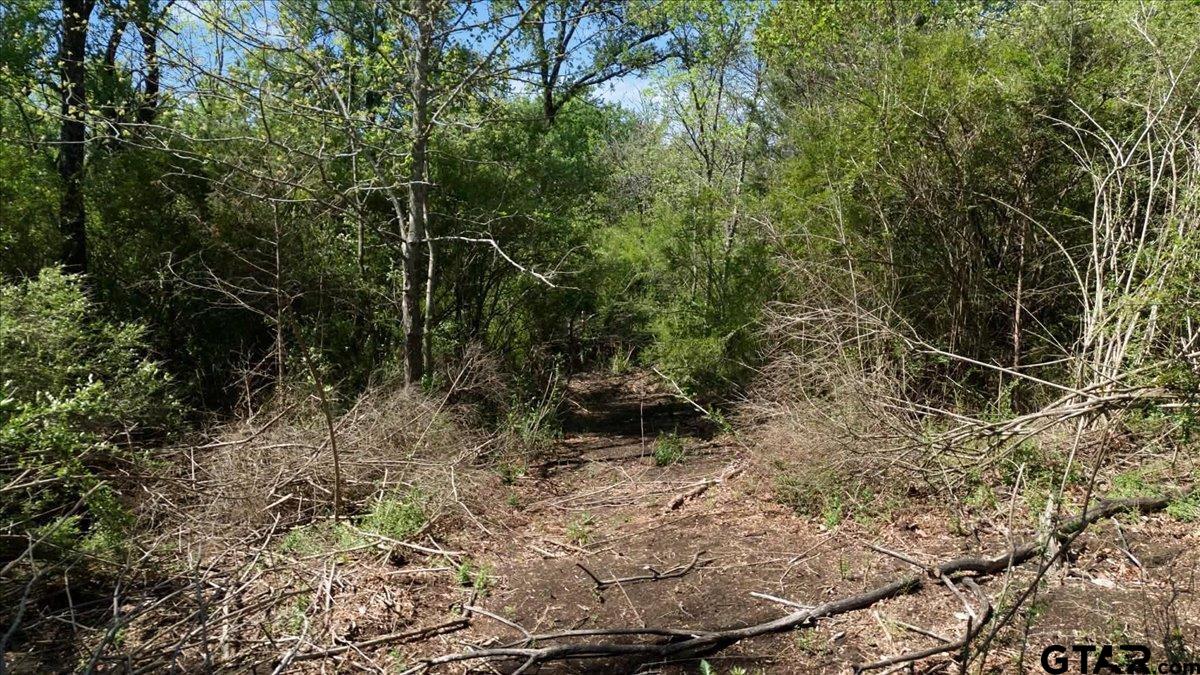 4511 County Road 4511 Commerce, TX 75428 - Photo 7 of 20 a view of a yard with plants and large trees