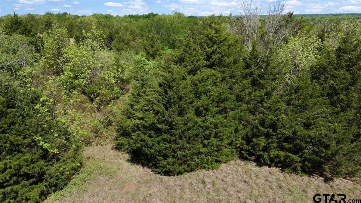 4511 County Road 4511 Commerce, TX 75428 - Photo 9 of 20 a view of a lush green forest with trees in the background