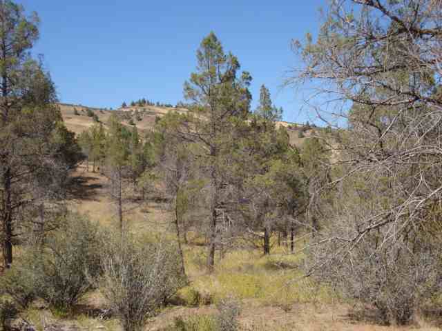 0 Whitepine Road Hornbrook, CA 96044 - Photo 5 of 7 Gallery Image 5