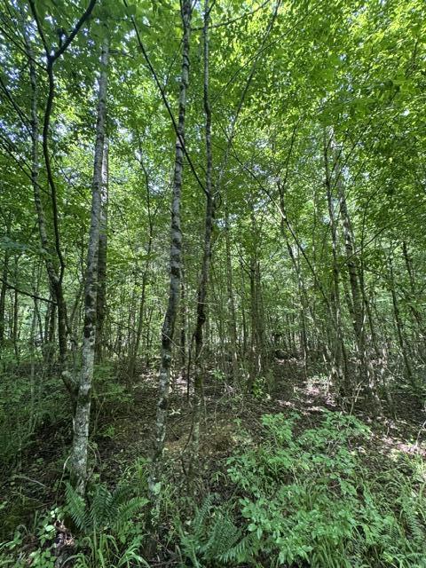 2784 Fiery Gizzard Road South Pittsburg, TN 37380 - Photo 14 of 19 Hankins 17