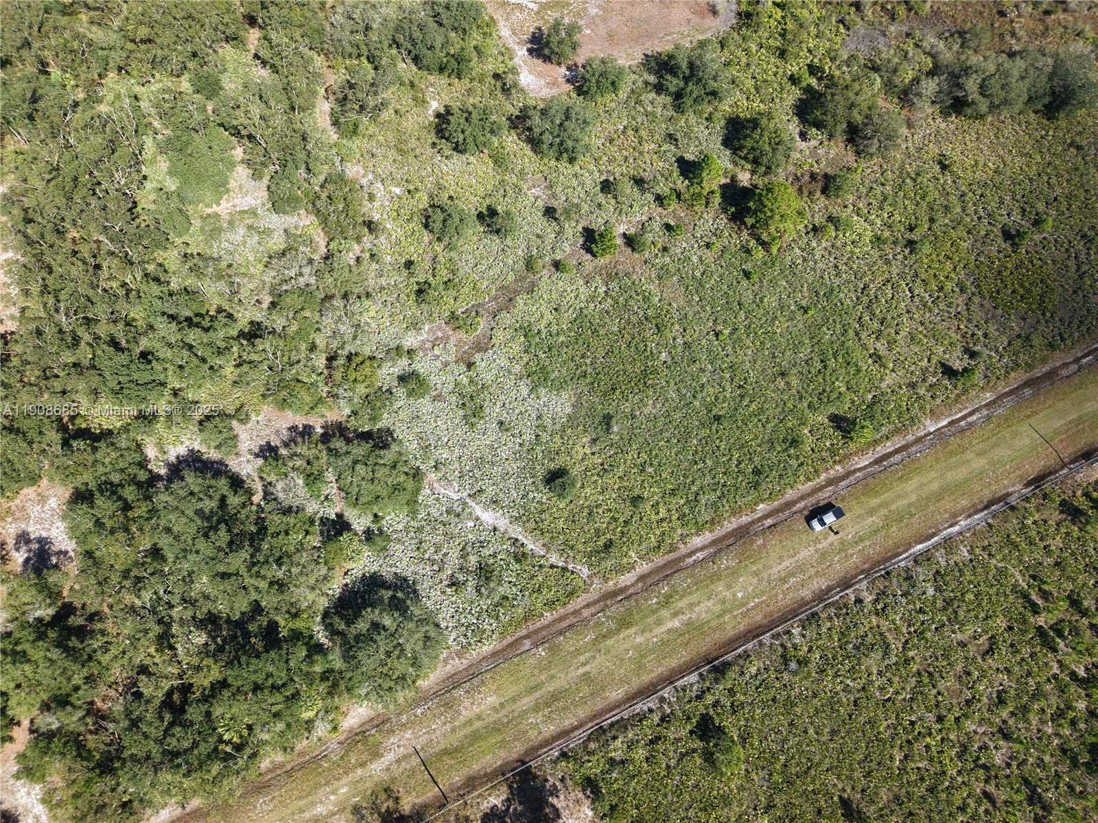 15527 Northwest 252nd Street Okeechobee, FL 34972 - Photo 13 of 32 a close up of a plant