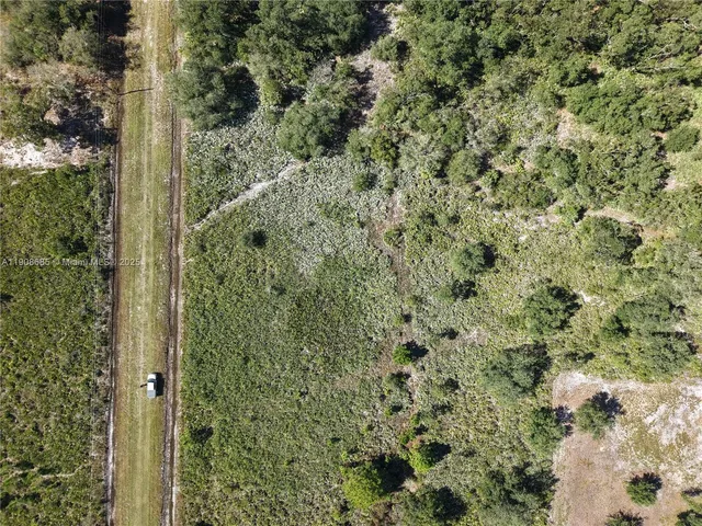 a view of a forest with a tree