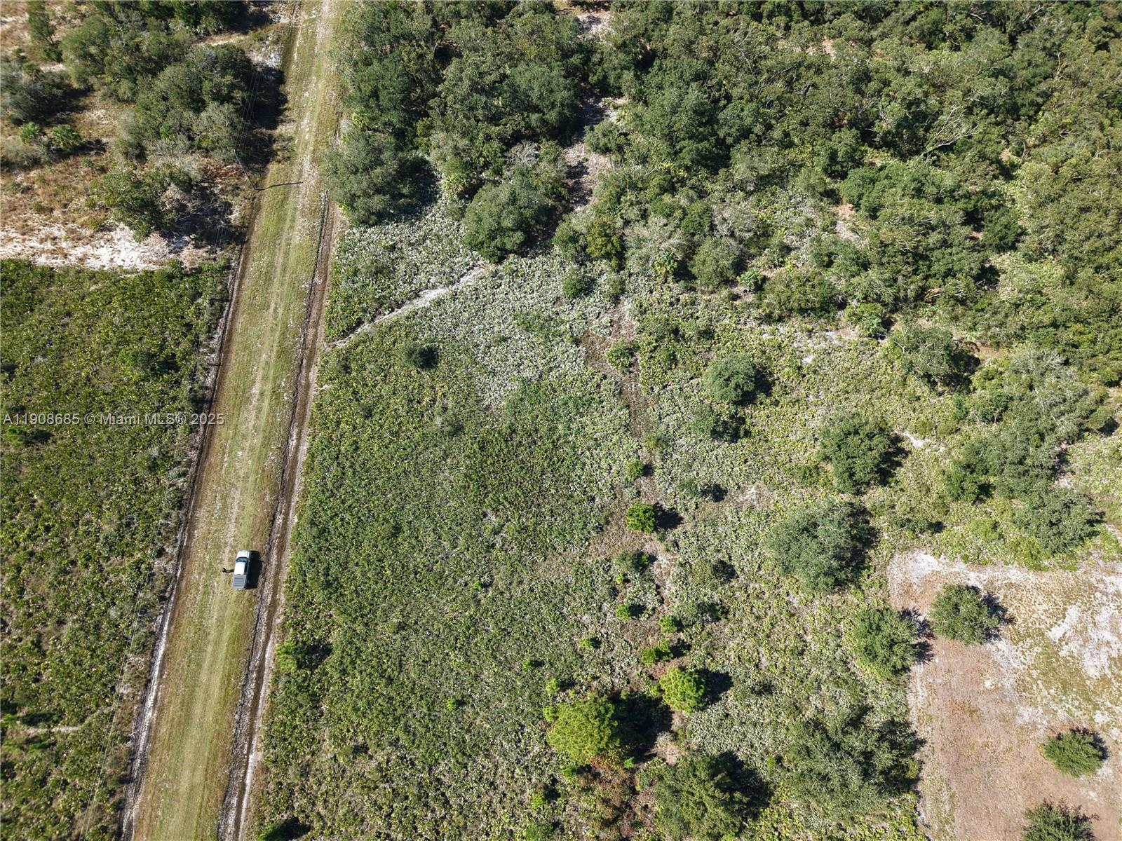 15527 Northwest 252nd Street Okeechobee, FL 34972 - Photo 5 of 32 a view of a forest with a tree