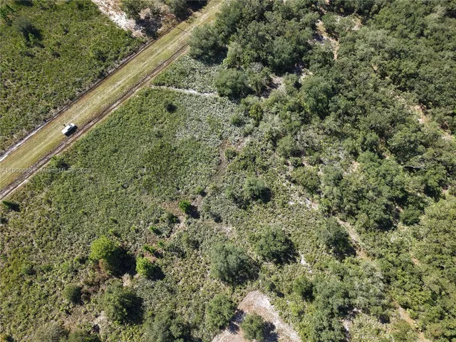 a view of a forest with a street