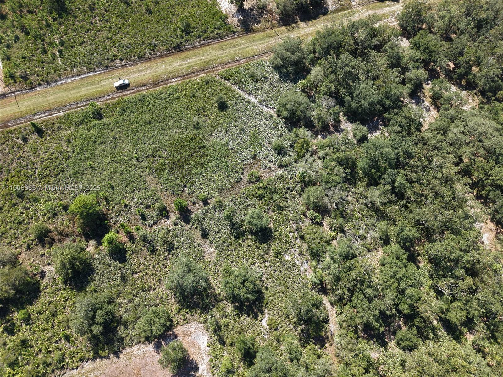 15527 Northwest 252nd Street Okeechobee, FL 34972 - Photo 7 of 32 a view of a forest with a street