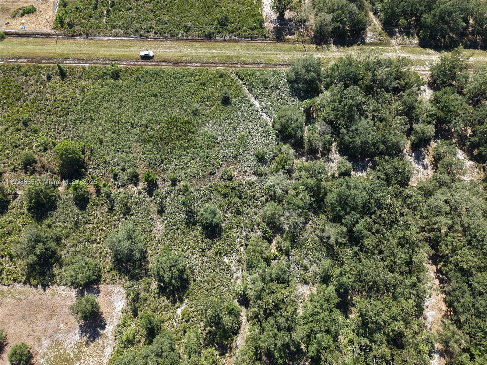 15527 Northwest 252nd Street Okeechobee, FL 34972 - Photo 8 of 32 a view of a lush green forest with lots of trees